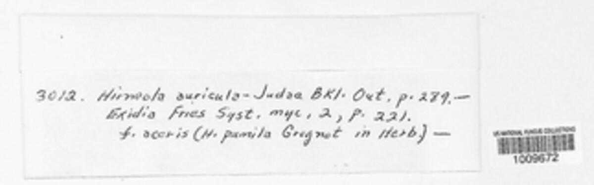 Auricularia auricula-judae image